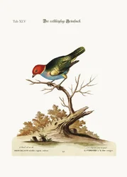 Le verdier à tête rouge, 1749-73